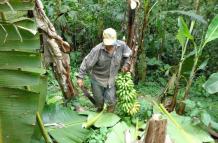 banano