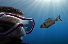 Los peces salvajes