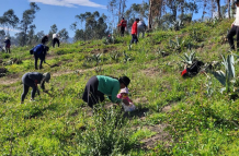 reforestación Quito