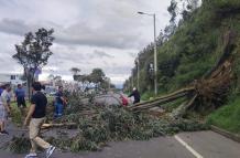 Árbol caído Quito