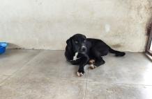 Perro