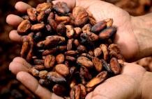 cacao.