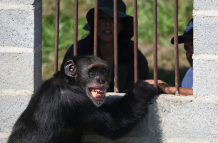 Yoko era el último chimpancé que se encontraba en cautiverio en Colombia.