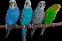 La actividad cerebral loros