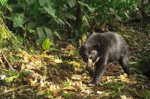 Oso andino Quito