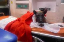 Mascota (3)