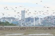 PELIGRO AVIARIO
