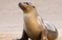 El león marino Leo, protagonista del documental de Disney+ 'Leones Marinos de las Galápagos', lucha por encontrar su lugar en un mundo lleno de desafíos naturales.