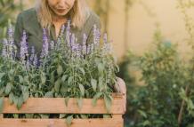 gardener-holding-wooden-crate-with-lavender-pot-plants