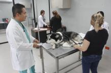 PERRITOS 1