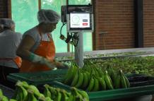 exportación