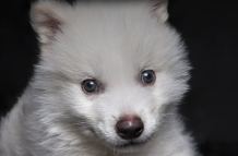 Cachorro de lobo terrible.