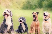 Razas de perros
