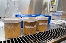 muestras de fermentación
