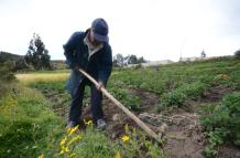AGRICULTOR