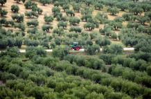 cultivos de plantas de olivo