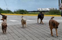 mascotas en las calles