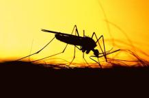 mosquito fiebre amarilla