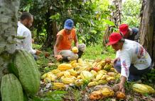 cacao+industria+productores+provincias