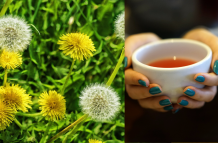 Diente de león: aliado natural para la salud