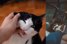 Cada gato es único, y dedicar tiempo a conocer sus preferencias y límites es la clave para una relación armoniosa