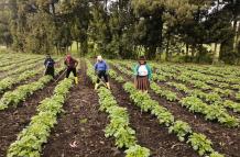 Cultivos de papa en Tungurahua