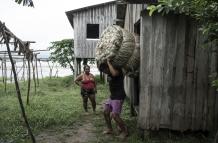 Un agricultor carga fardos de fibra de malva este domingo, en la comunidad de Boca do Supiá, en la ciudad de Manacapuru (Brasil).