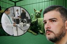 Aquiles Animal