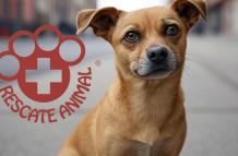 Rescate Animal