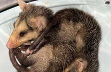 zarigüeyas animales fauna silvestre Guayaquil may 25 CORTESÍA