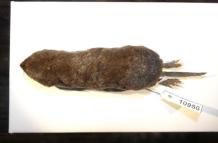 nueva especie en la Amazonía