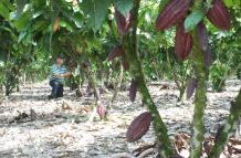 Unión Europea+Ley forestal+Ecuador+cacao+café
