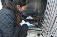 Perrita quemada Quito