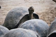 tortugas gigantes