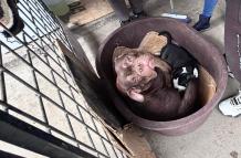 Rescate perros Quito