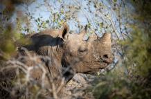 Rinocerontes negros en la región del Gran Kruger.