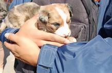 rescate de animales en Quito
