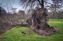 Imagen de archivo de los daños ocasionados por la tormenta Eunice en Holanda.
