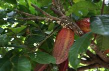 cacao