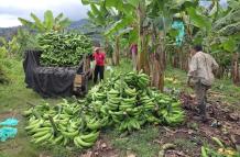 Trabajadores en culitivos de plátano