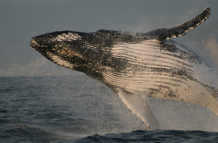 Avistamiento de ballenas jorobadas en la costa ecuatoriana