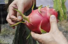 Cultivo experimental de Pitahaya roja que se hace en el sector de puente Santa Lucía