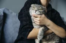 ¿Cómo elige un gato a su persona favorita? La ciencia lo explica