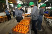 mandarina