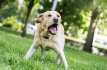 perro
