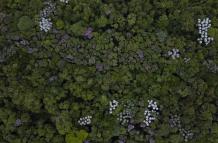 bosque tropical Mata Atlántica,