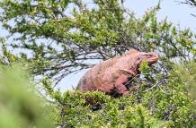 Iguana