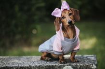 weet-perro-salchicha-enano-marron-vistiendo-un-elegante-jersey-y-una-diadema-rosa-posando-en-un-parque