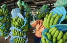 Mujer inspeccionando cultivos de banano.