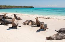 Galápagos